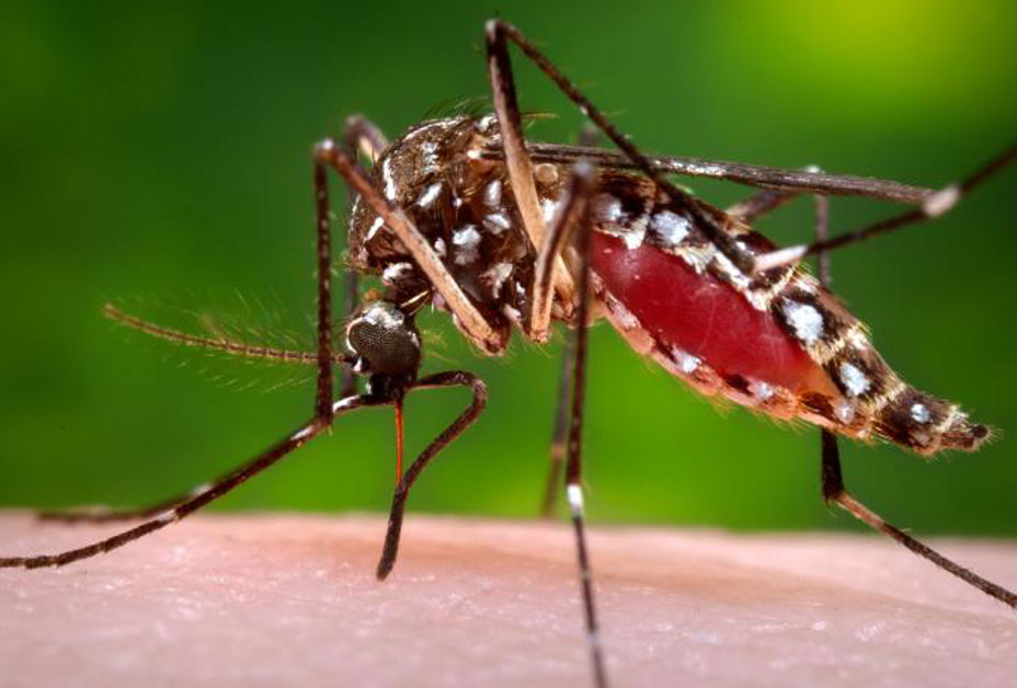 Securely Travel - Dengue