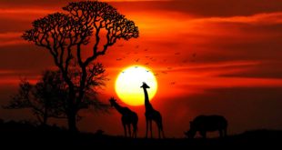 Sunset in African Safari Park | © creativecommonsstockphotos | Dreamstime Stock Photos