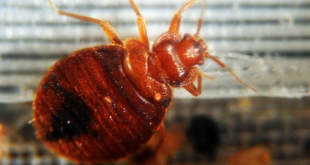 Securely Travel - bedbugs on flights