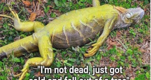 Securely Travel - Iguana Down
